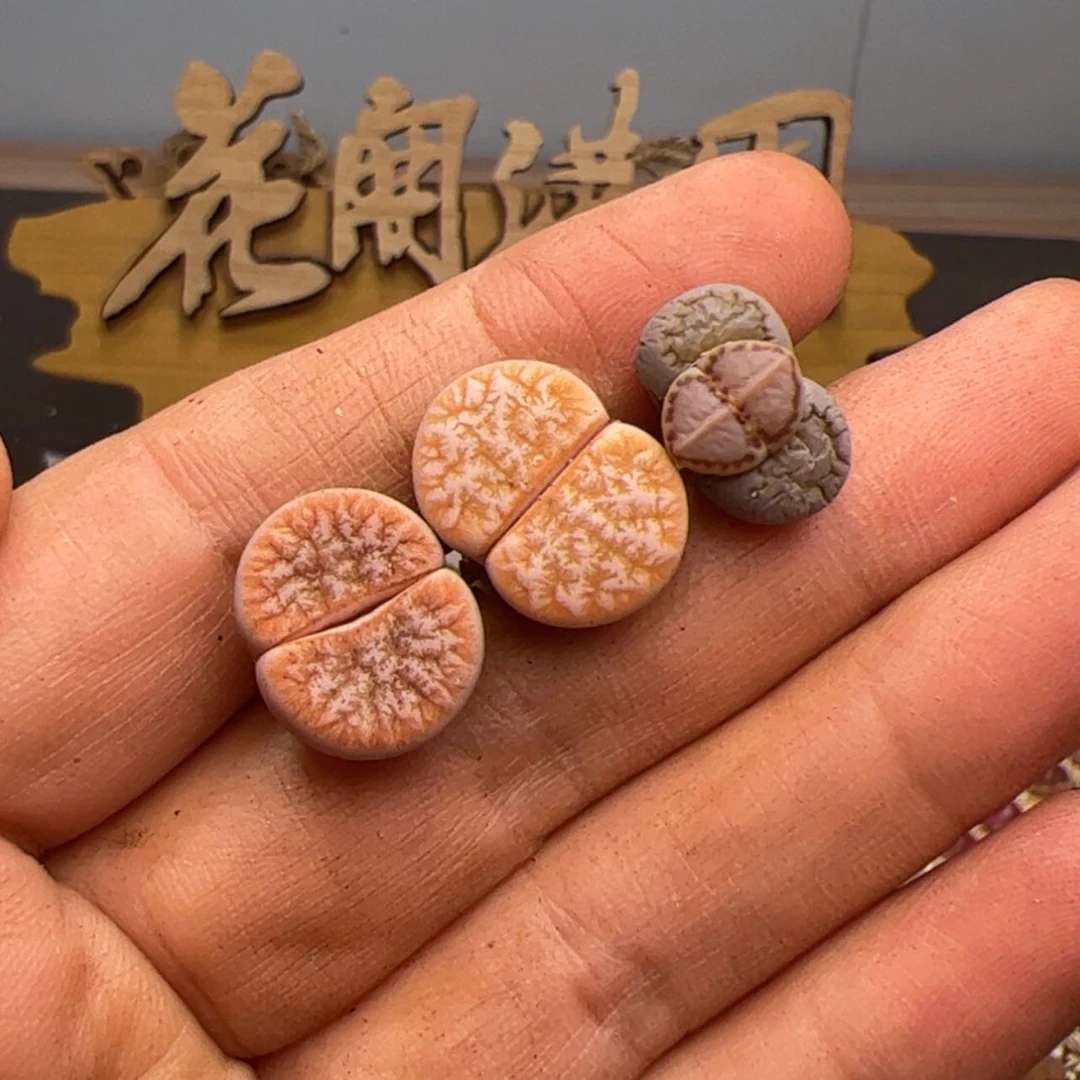 【闪购商品】哦**王000000031