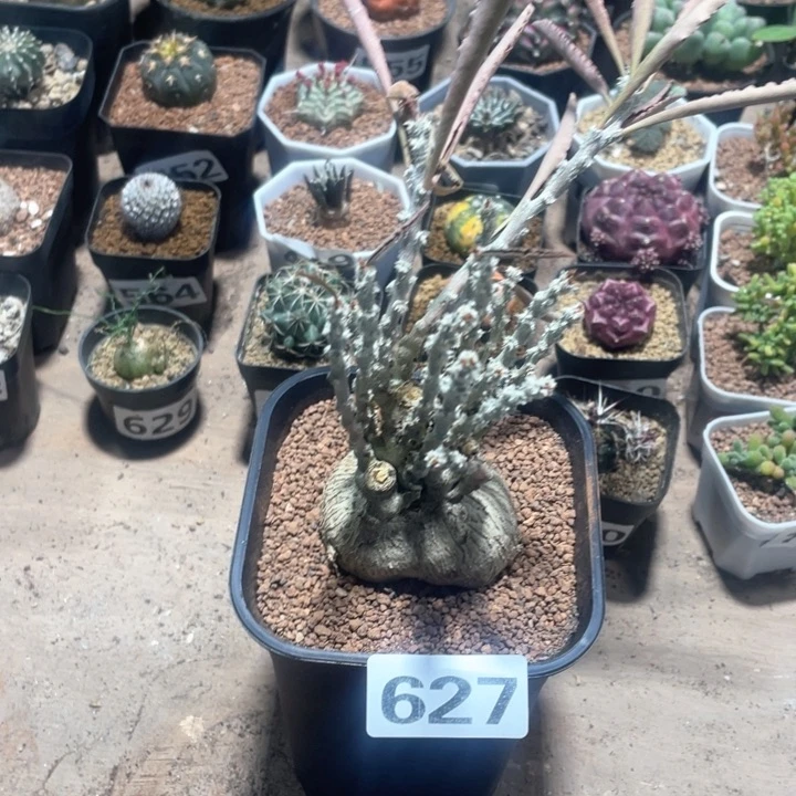 627大桐叶麒麟块根