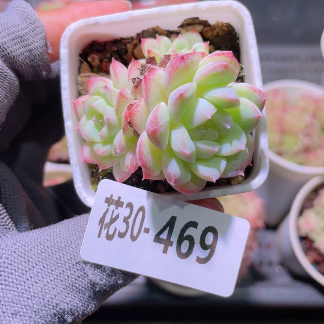 花利美30-469胭脂雪