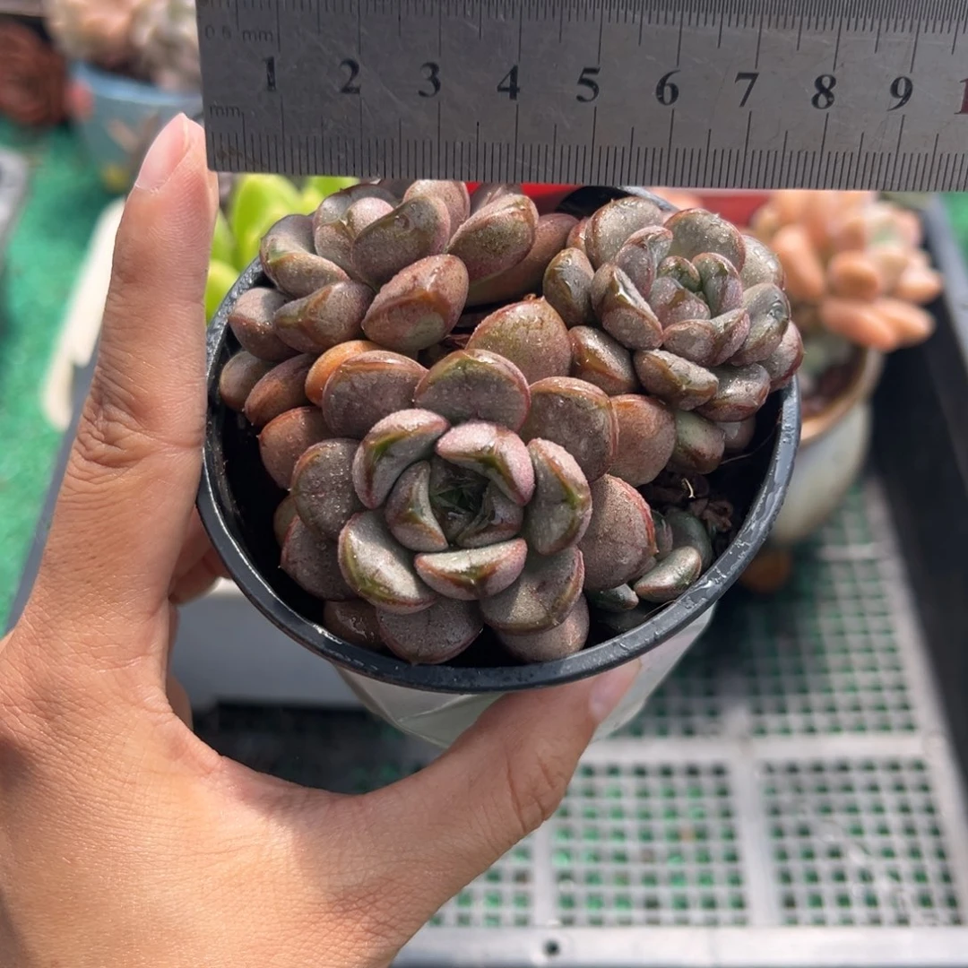 表妹精品多肉植物6393.