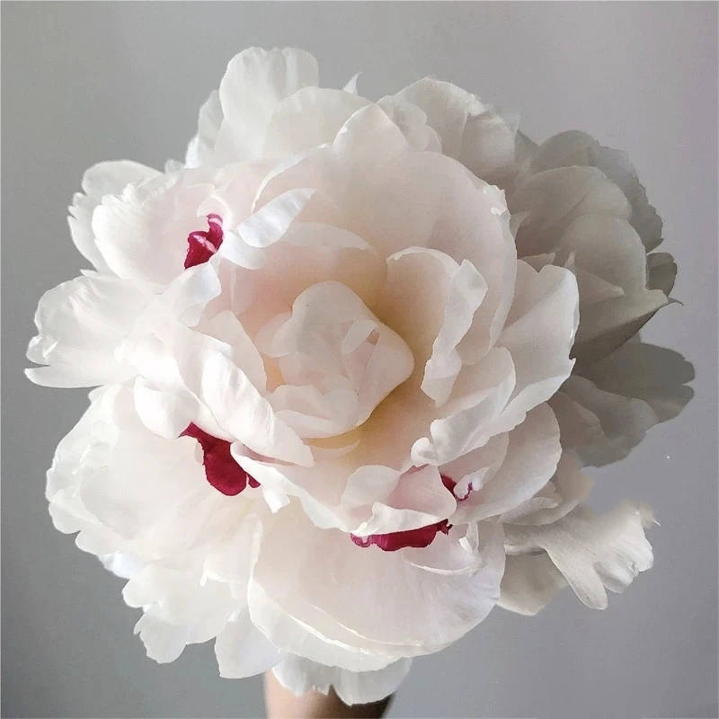 芍药雪原红星A+鲜切花鲜花水培插花花束春季