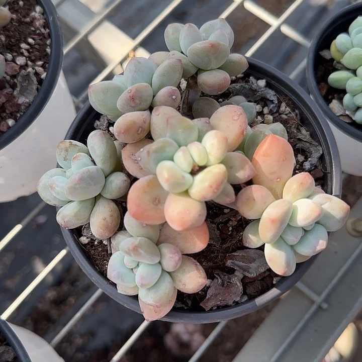 盛**荷青蛙王子儿童牙膏111