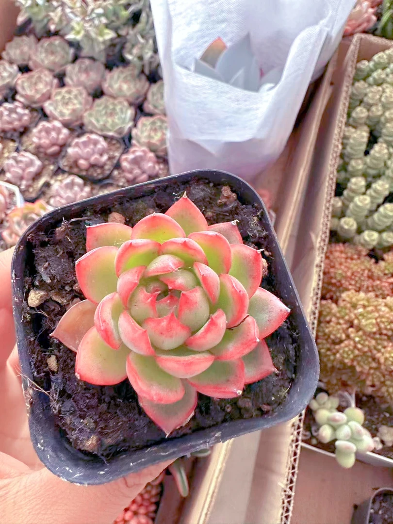 红球 多肉植物（满9.9元包邮发货）