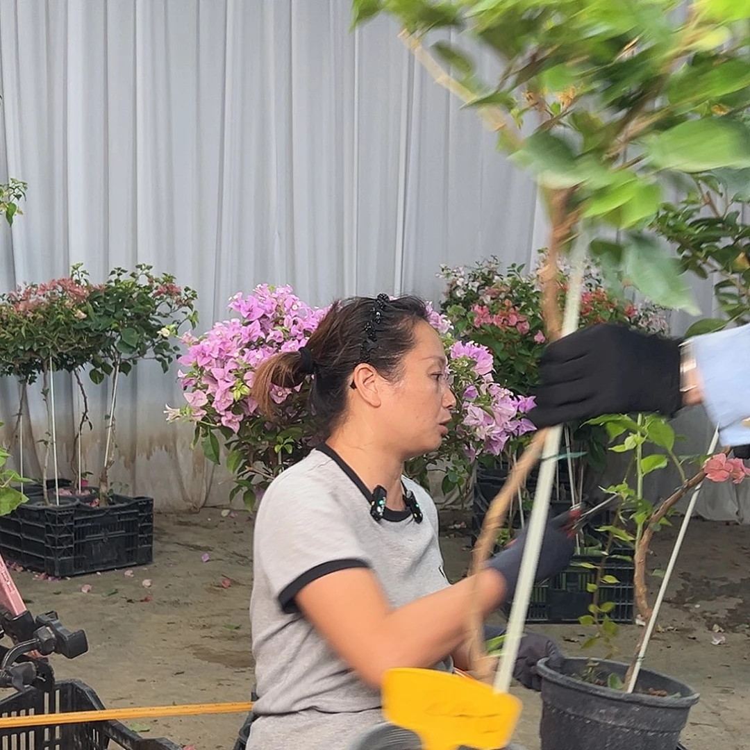 大***台当前无花栽培后可以开花K40变色龙