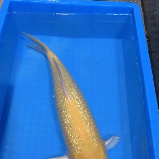 海水赤木芒果芥子