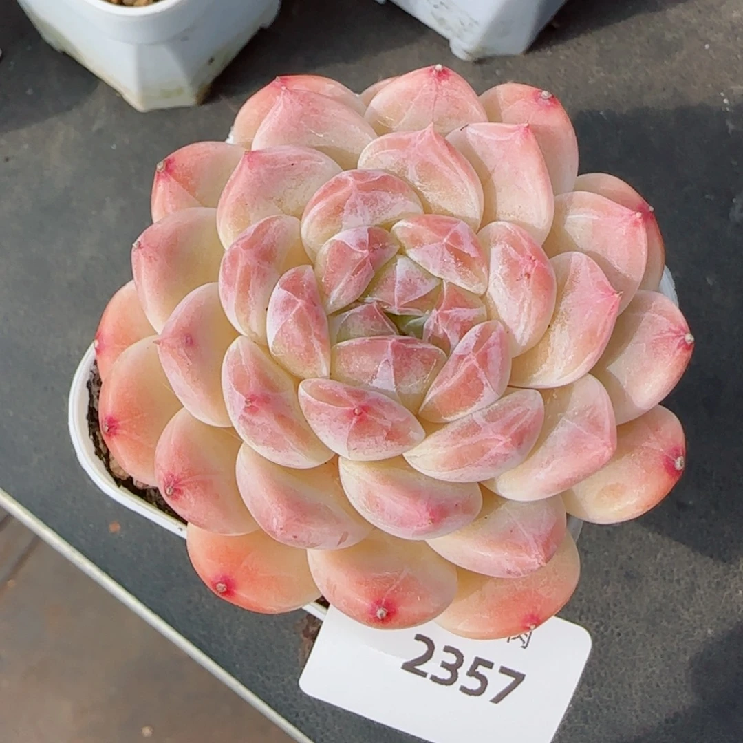 冰魄，2357多肉植物