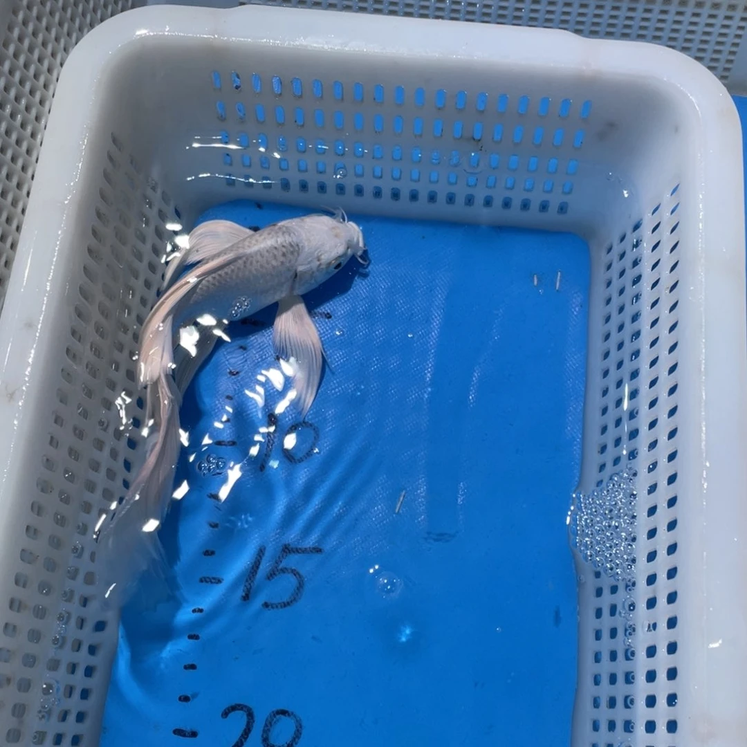 锦鲤锦鲤包邮包售后