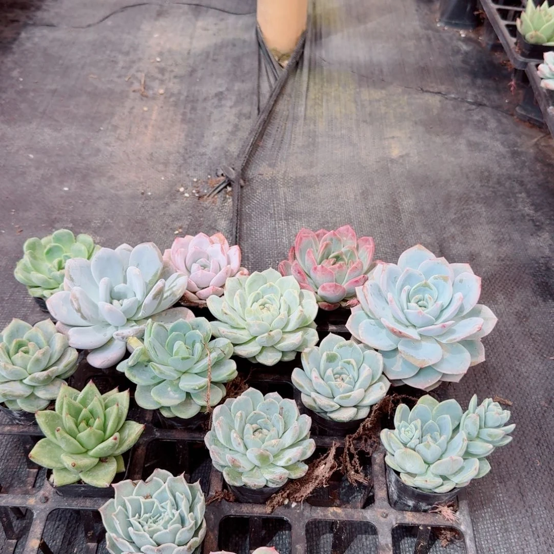 14-46绿菜混合十五颗量拍