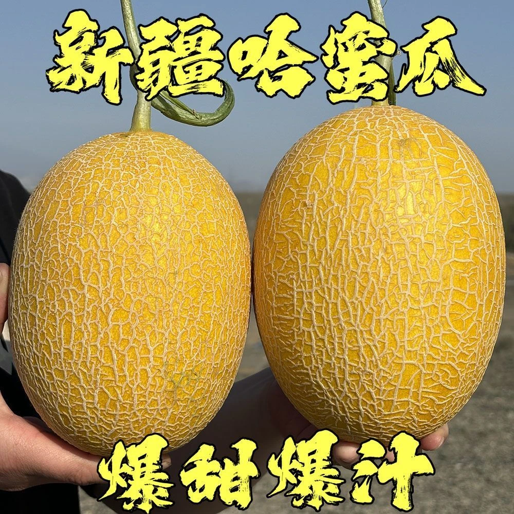 【光行】新疆哈密瓜金色年华应季水果现摘现发