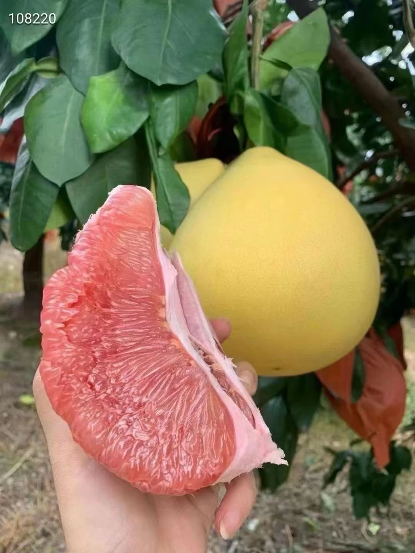正宗梅州红心蜜柚20/50斤老树头茬鲜果鲜嫩多汁