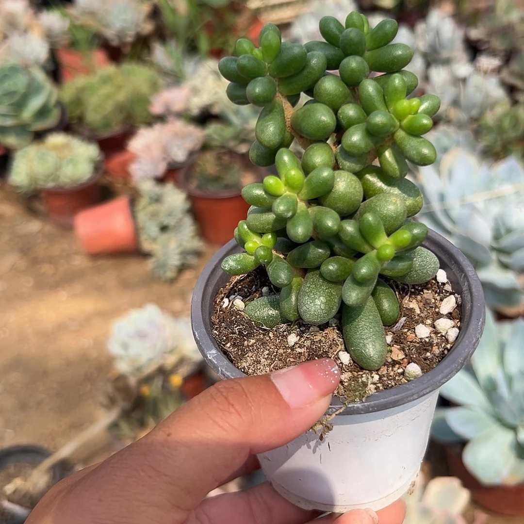 多肉植物绿龟卵群