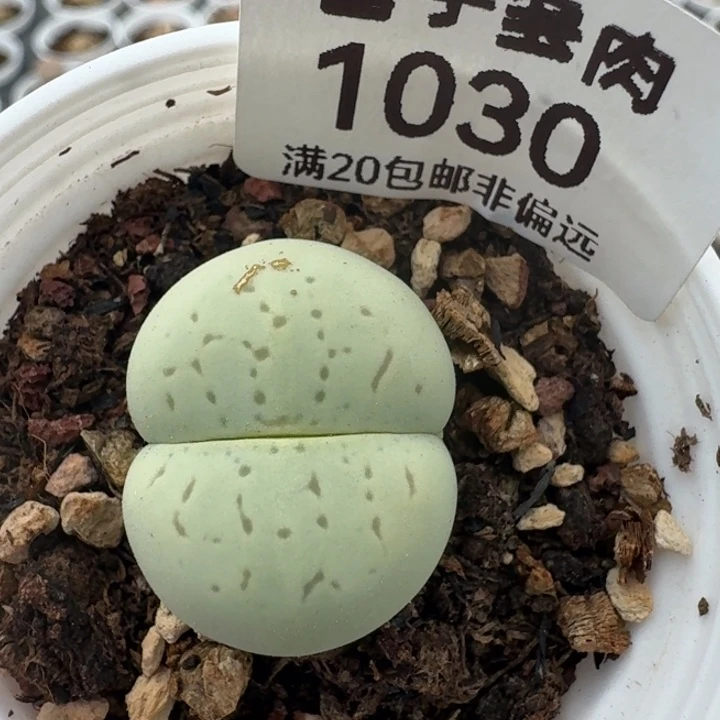 1030绿大白带盆发货