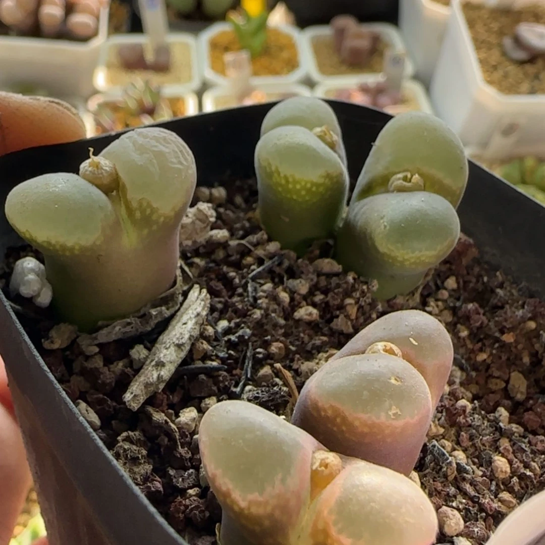 【闪购商品】1142 当天28包邮非偏远