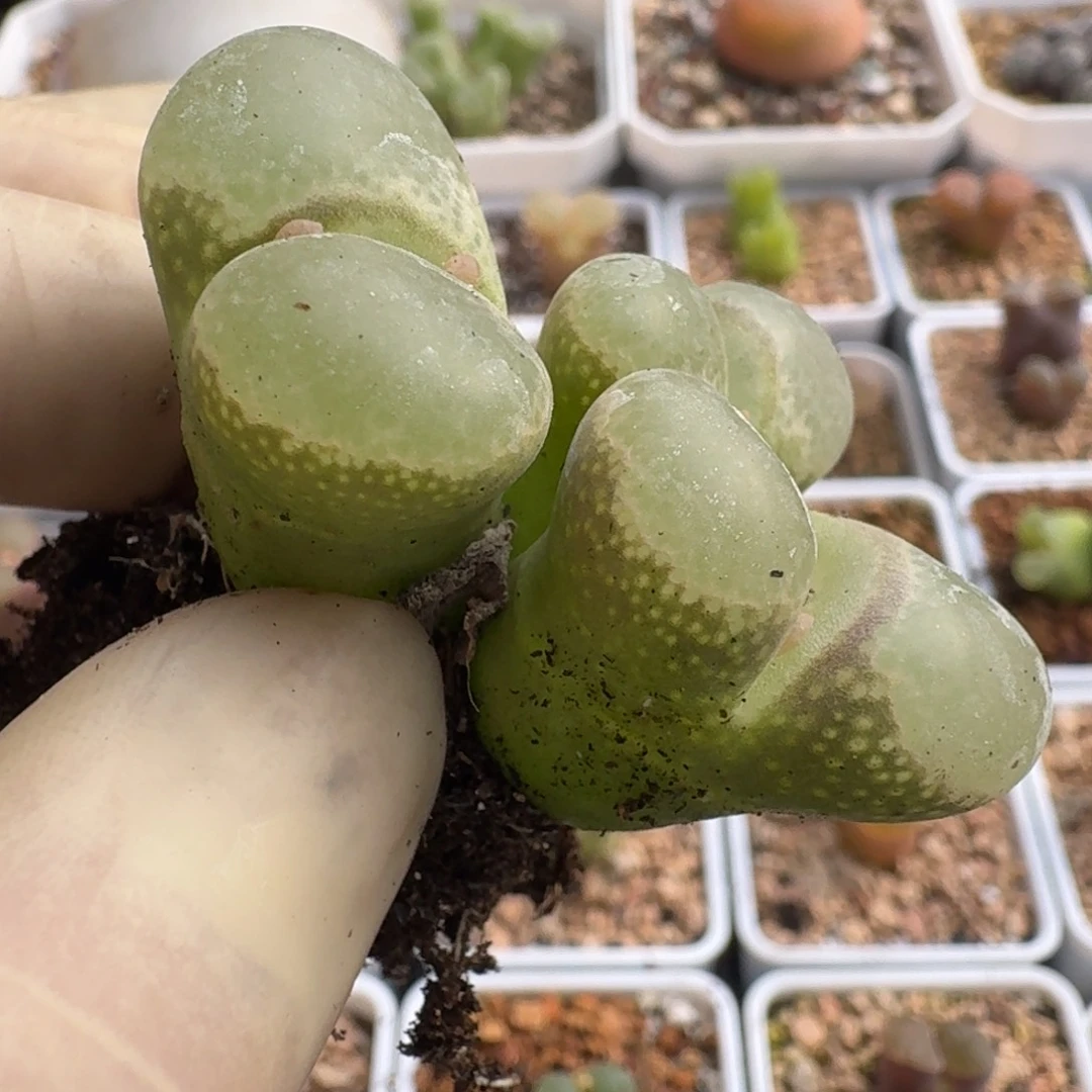 201三头群平鼓窗玻璃透