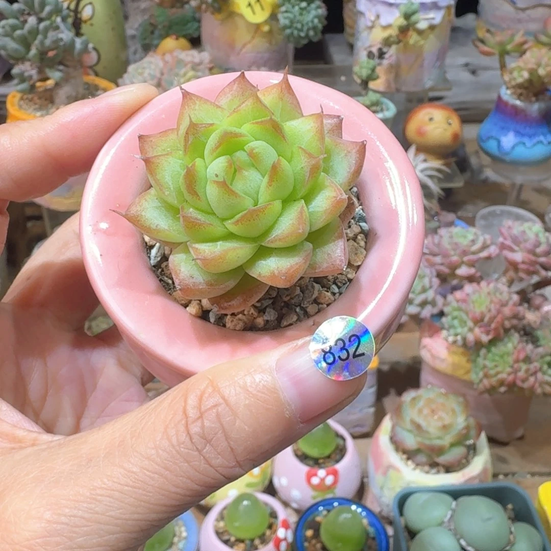 832 多肉含盆土30元包邮➗偏远