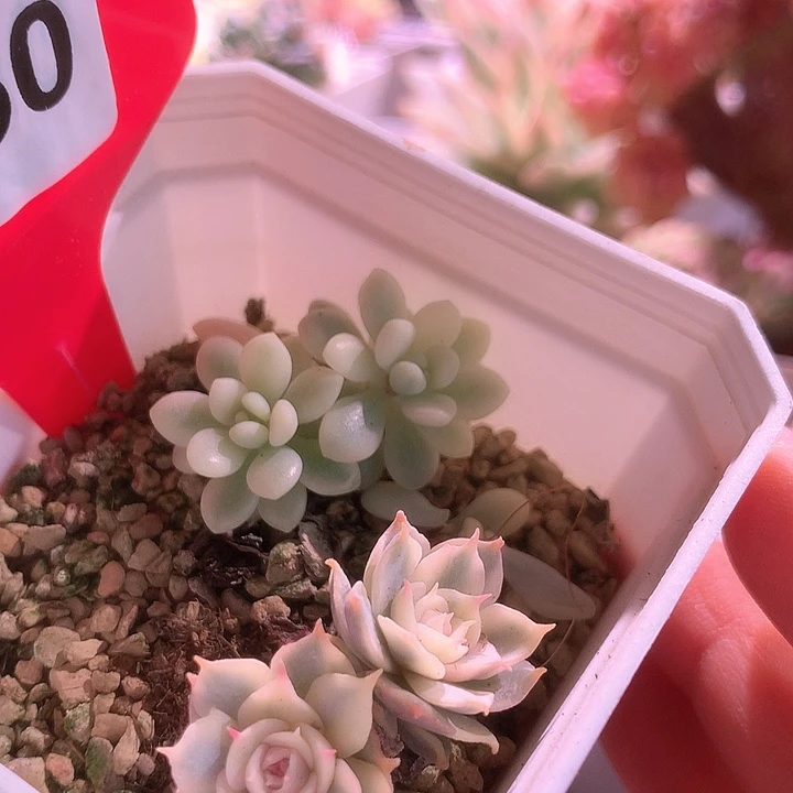 青岗锦加洛可可拼盘