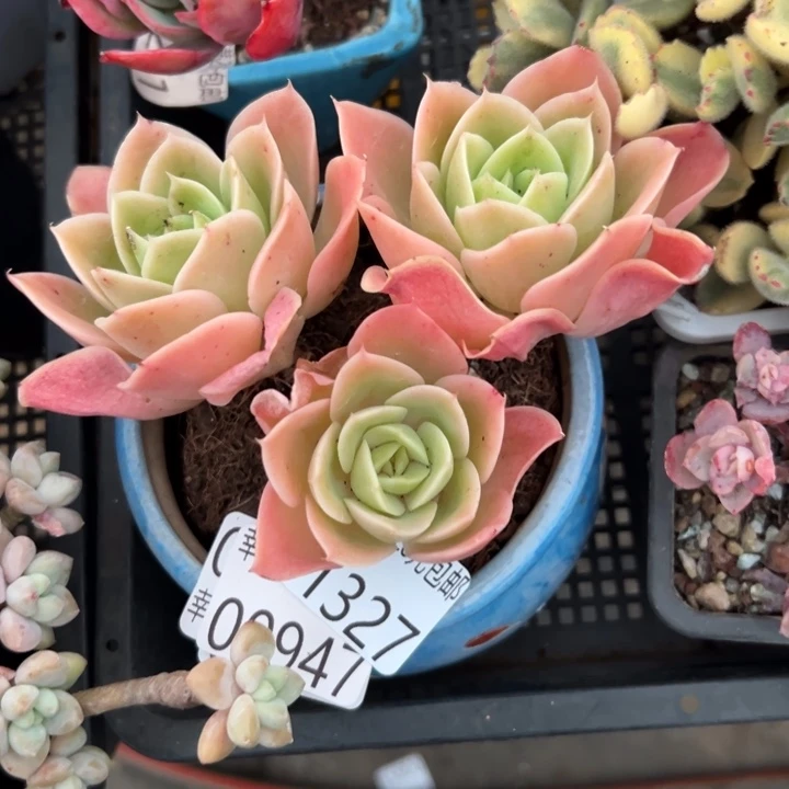 幸运的是我还在努力地