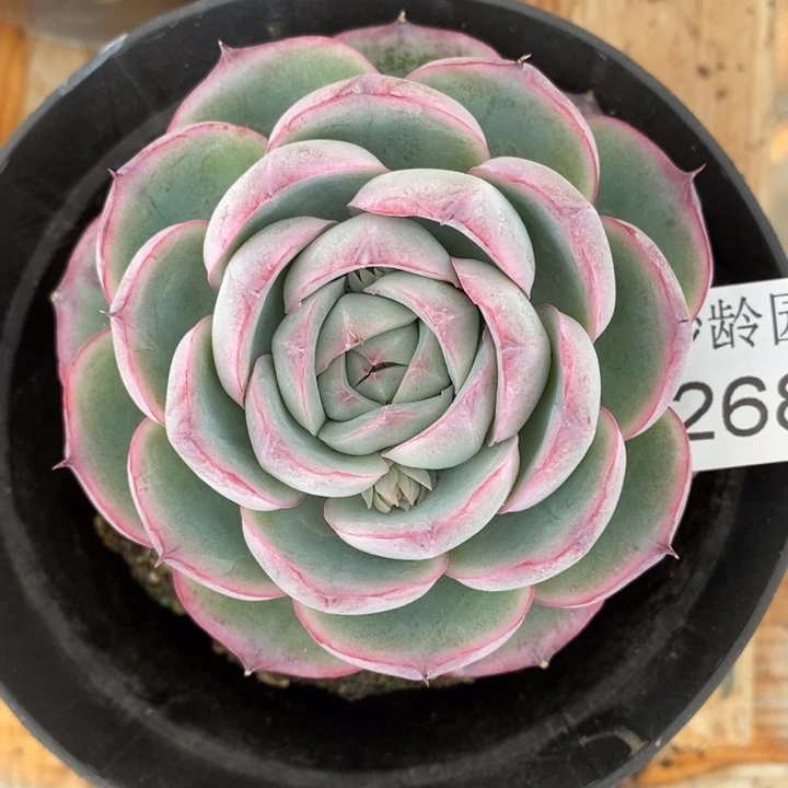 A***光2687杂交老桩基地～8厘米