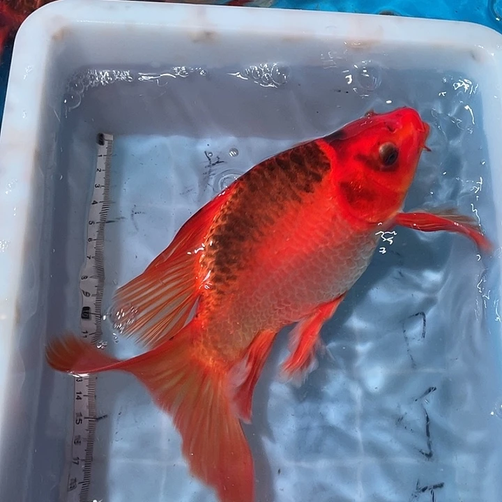 蝴蝶鲤鱼渔场直发25