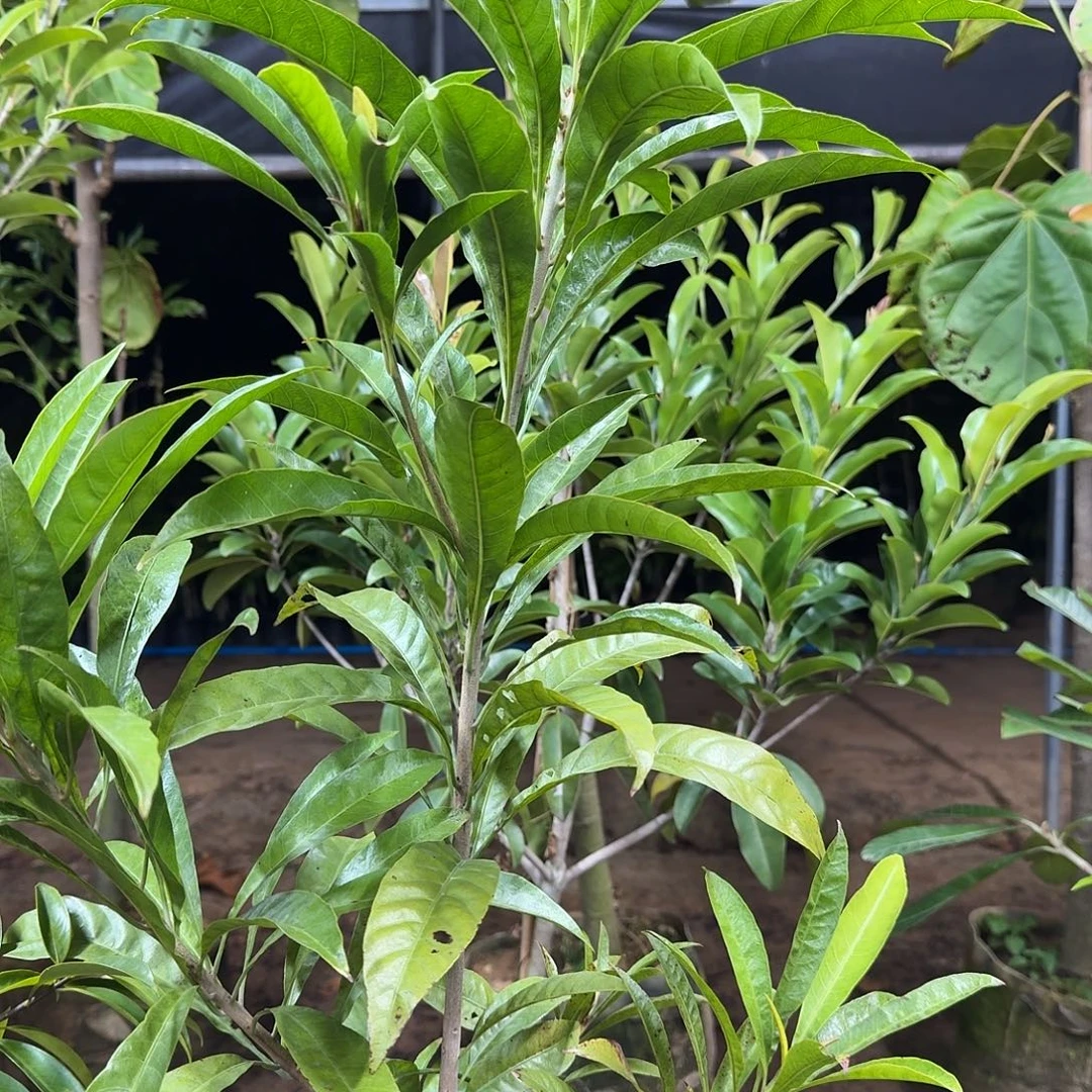 顺***杨当前无花栽培后可以开花金苹果