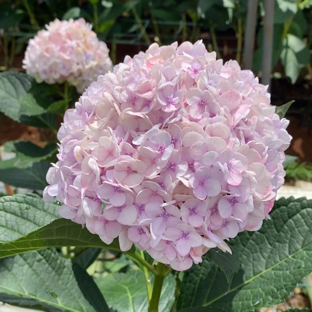 55号绣球/有色差介意勿拍/3单冷链包邮/偏远补运费发德邦空运