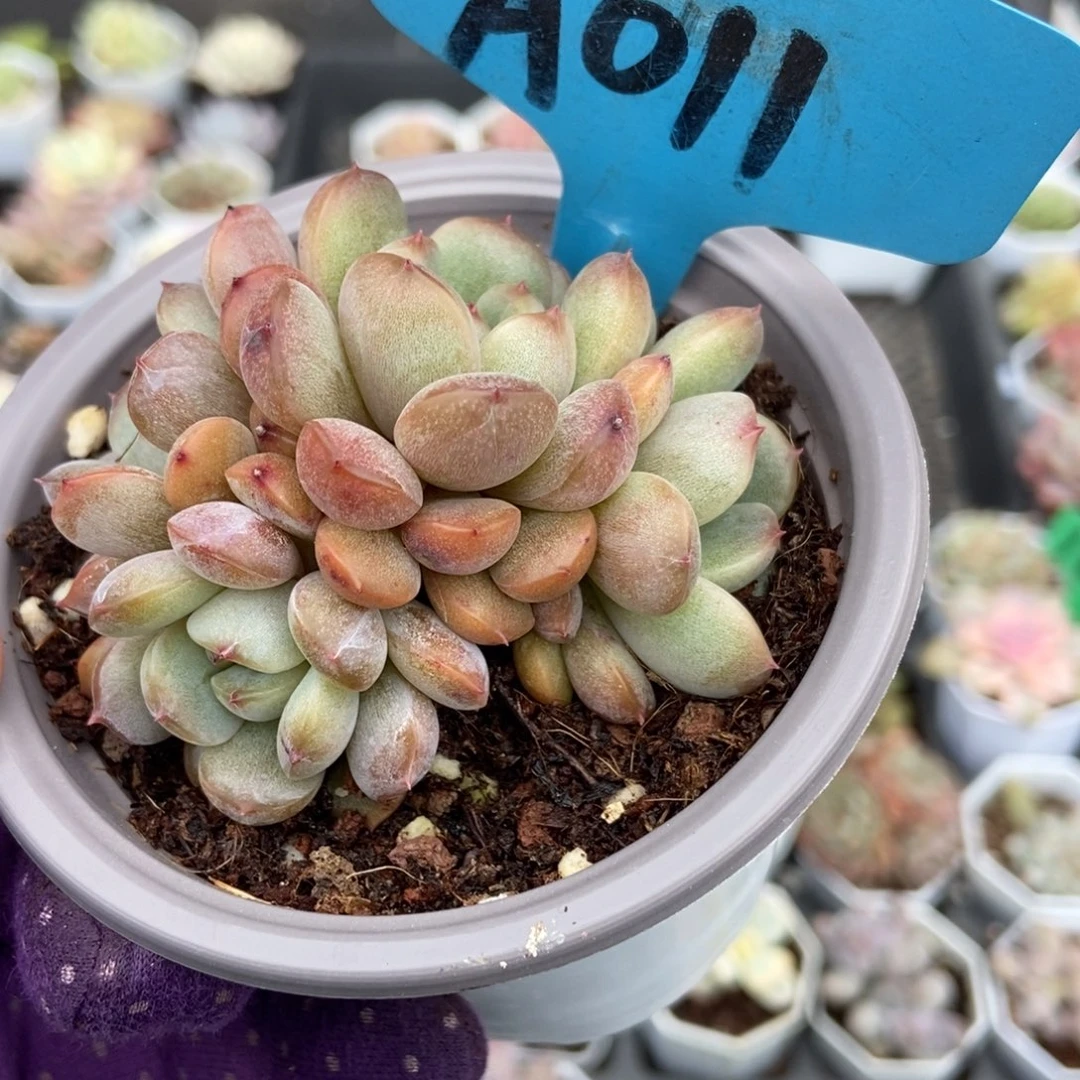 011红恋多肉植物多肉