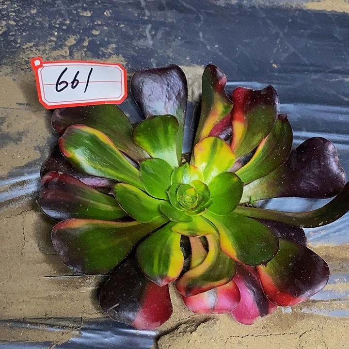 巫毒花脸法师661号