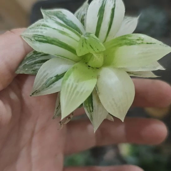 一物一拍，实生玉露锦！