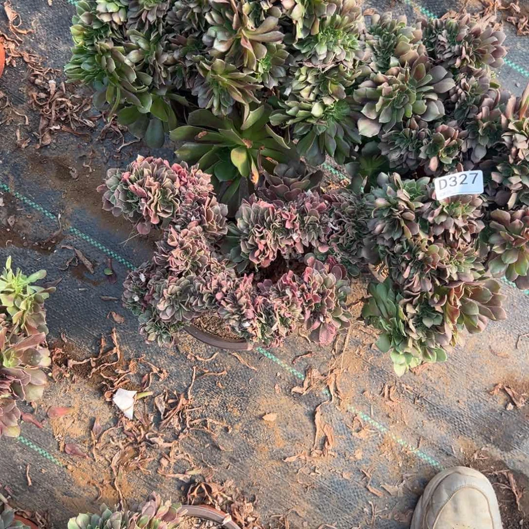 327三颗组合多肉植物法师