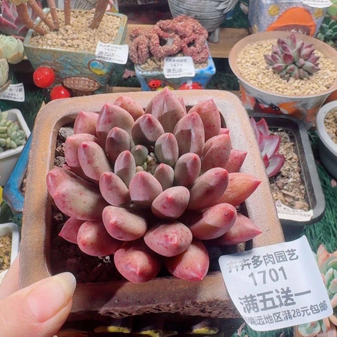 1701一物一拍（满28包邮）