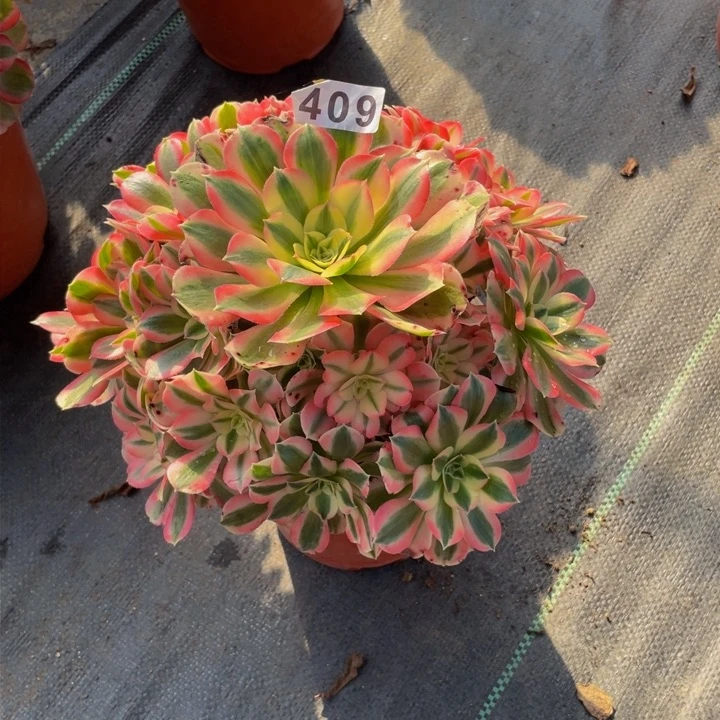 409老庄多肉法师女巫