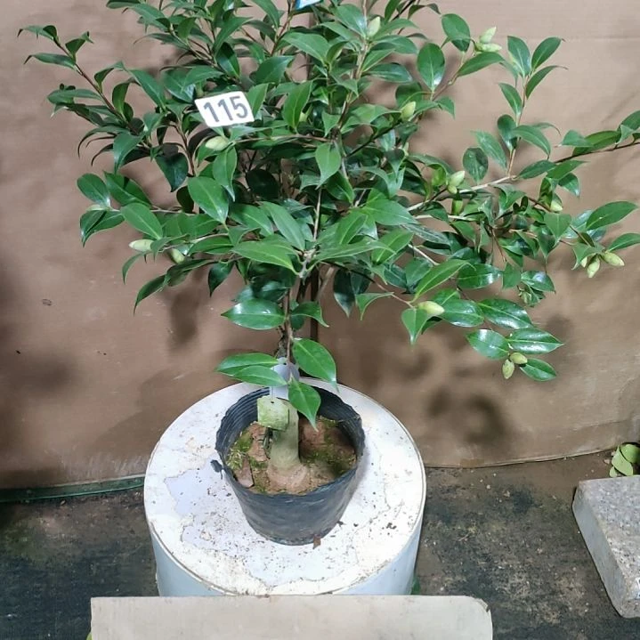 115爱党，原盆原土发货，不包邮