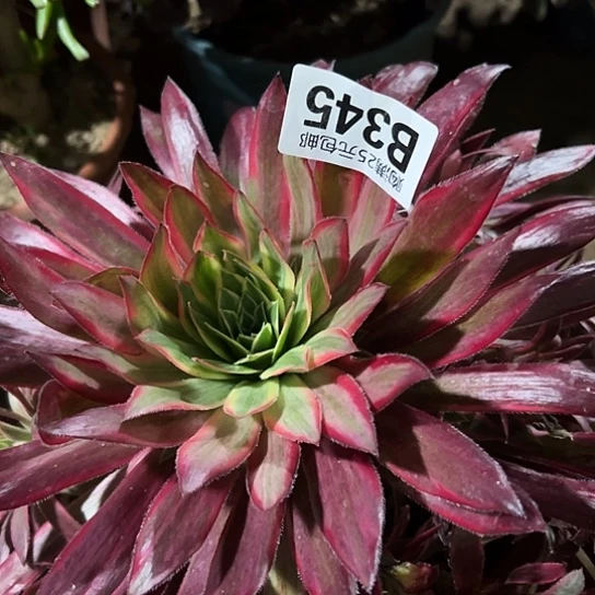 小**气多肉植物一个