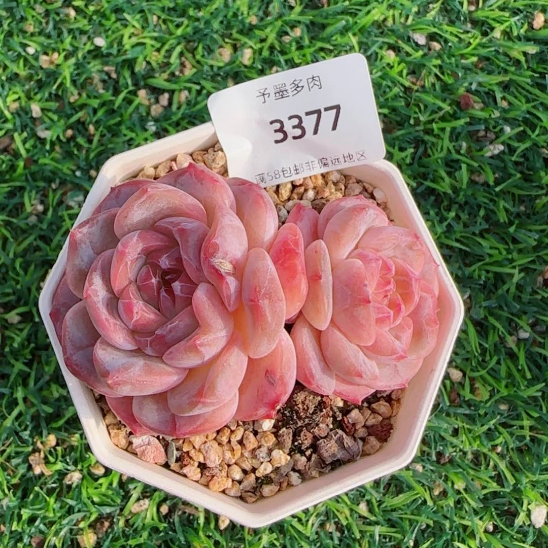 冰魄，3377多肉植物