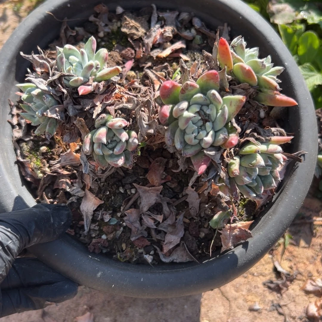 白菊苹果叶～一物一拍2221