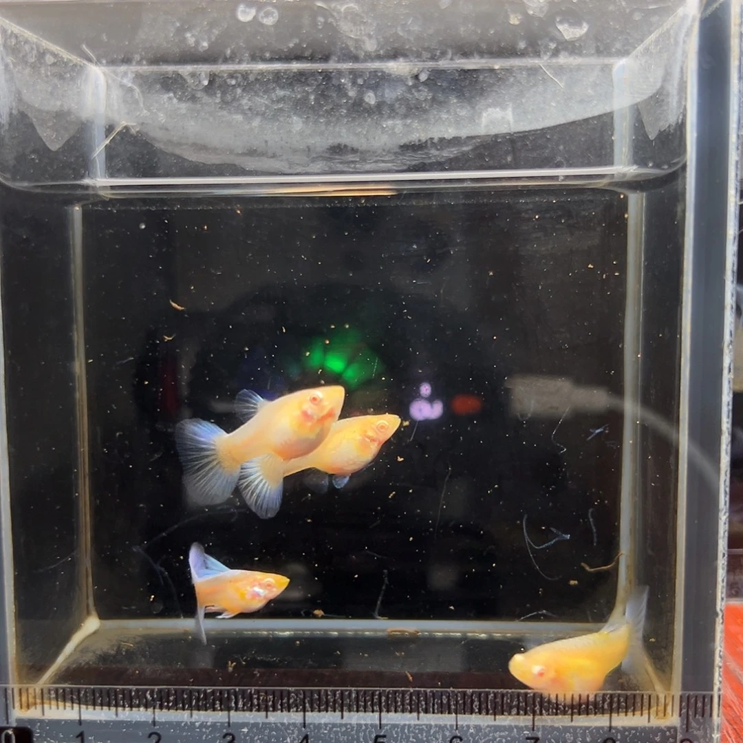 孔雀鱼蓝白短身一公三母