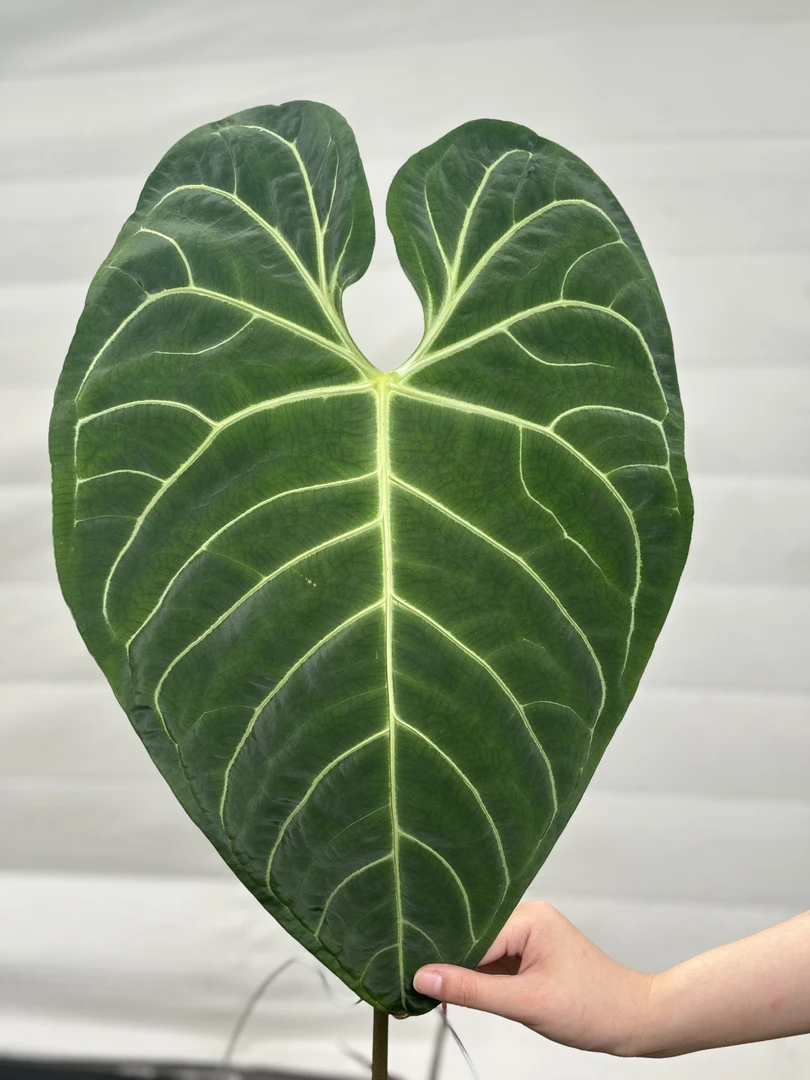 进口帝王花烛老桩中段40+cm叶长