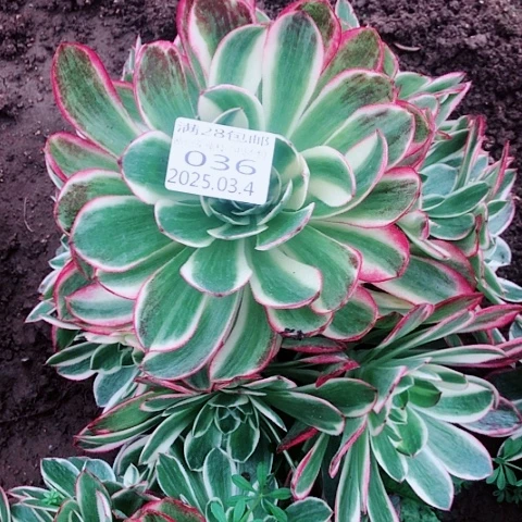 3.4-36海王多肉植物