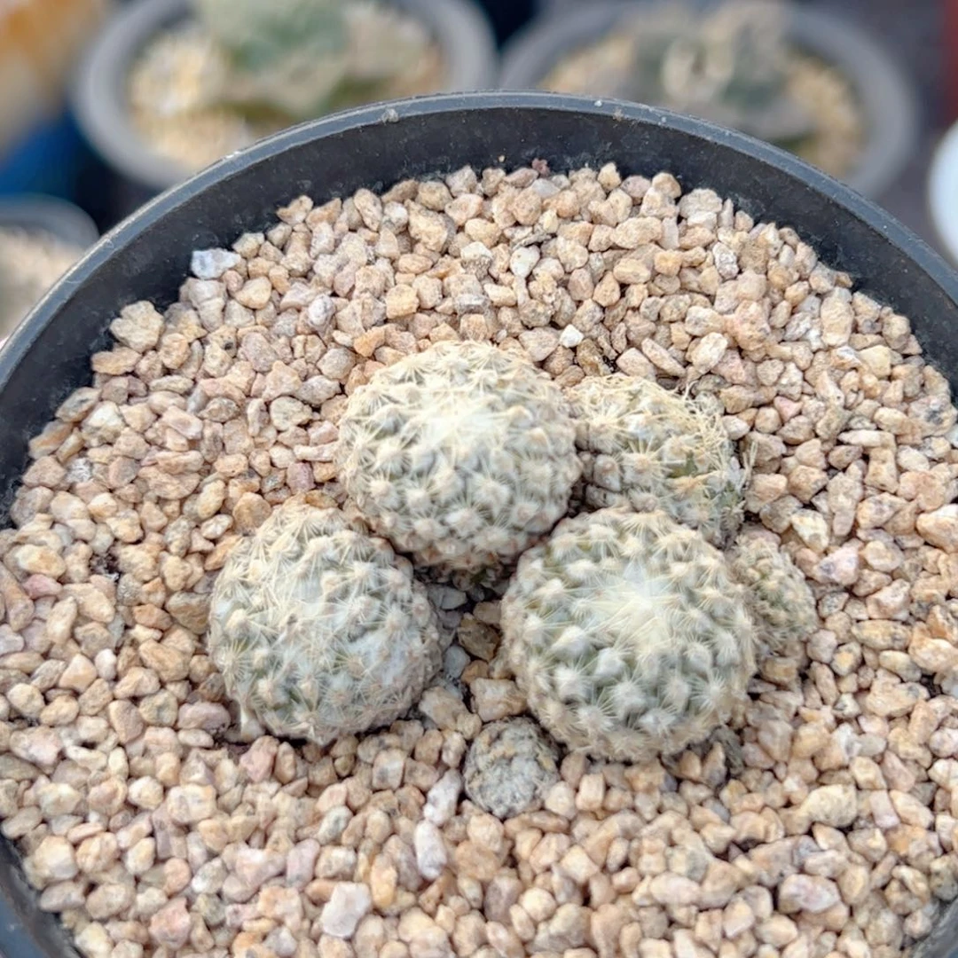 群生 银牡丹自根