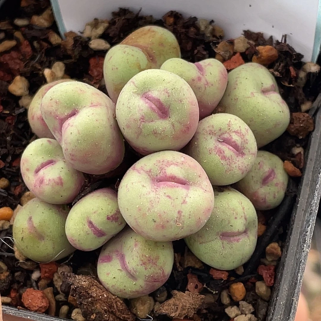 19-61嘴多肉植物肉锥