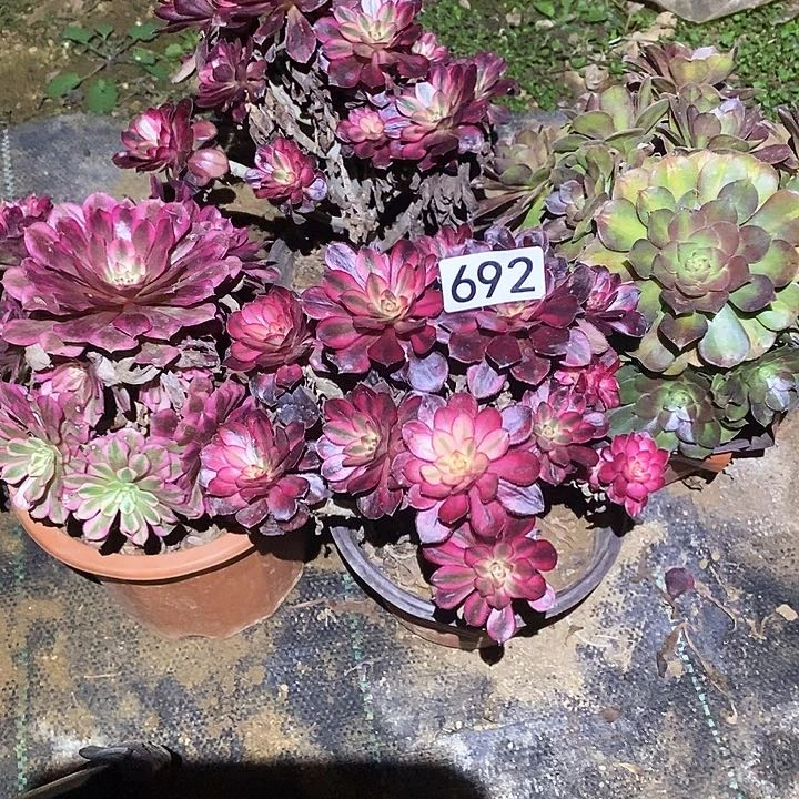 欣*多肉植物法师692法师4颗