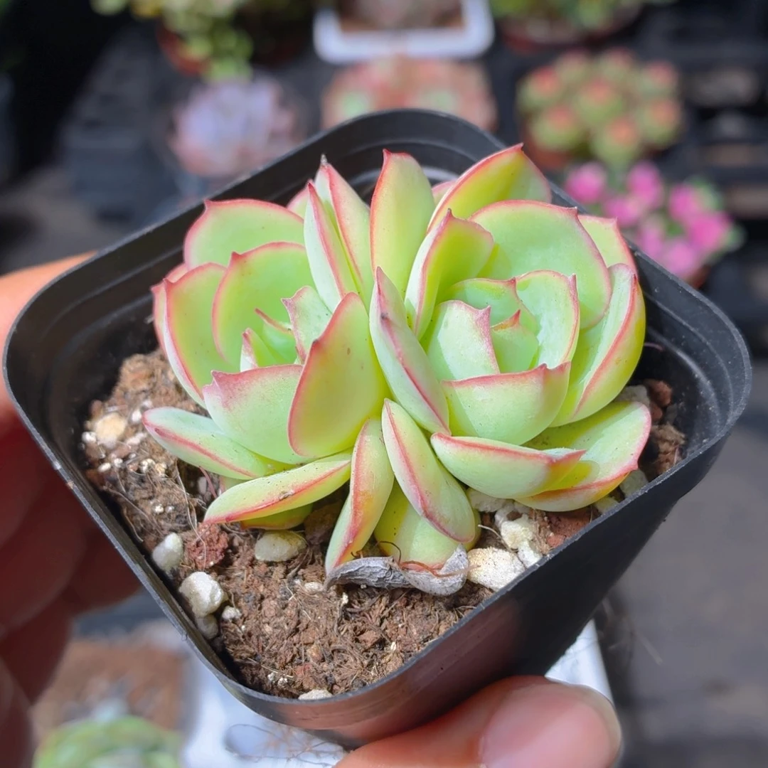 帕拉梅拉多肉9.9包邮发货