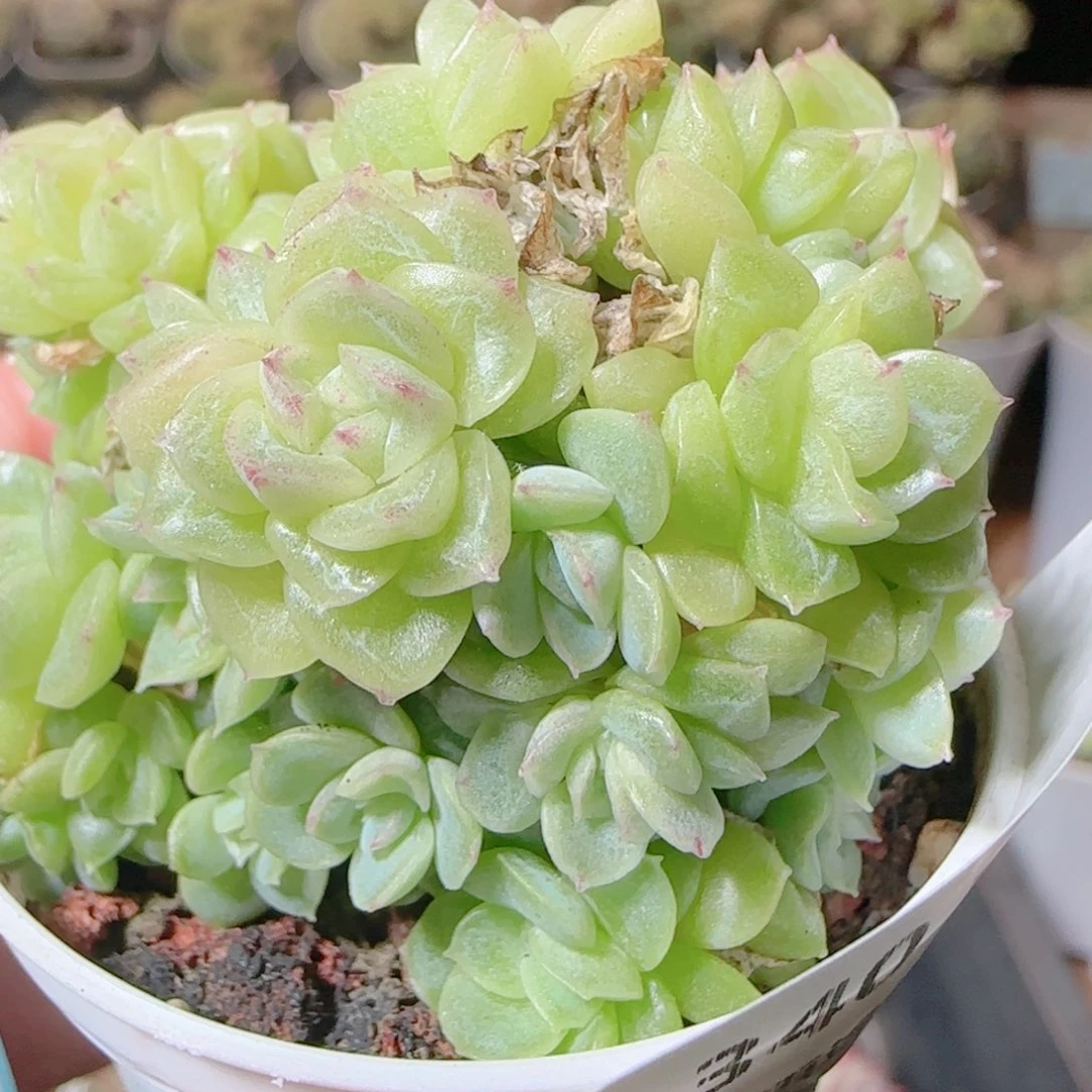 花语逸镜1111-340散