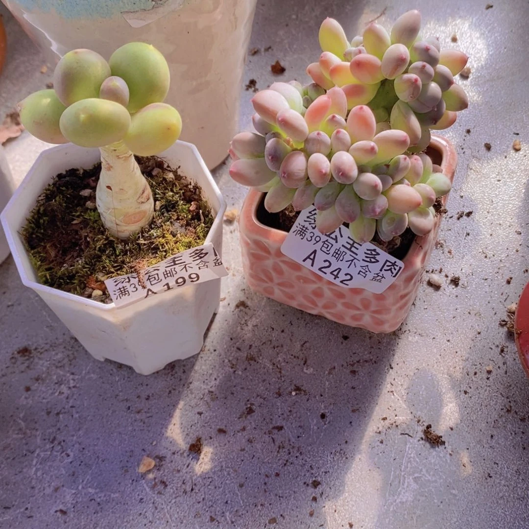 芒果奶，苹果奶缀多肉植物