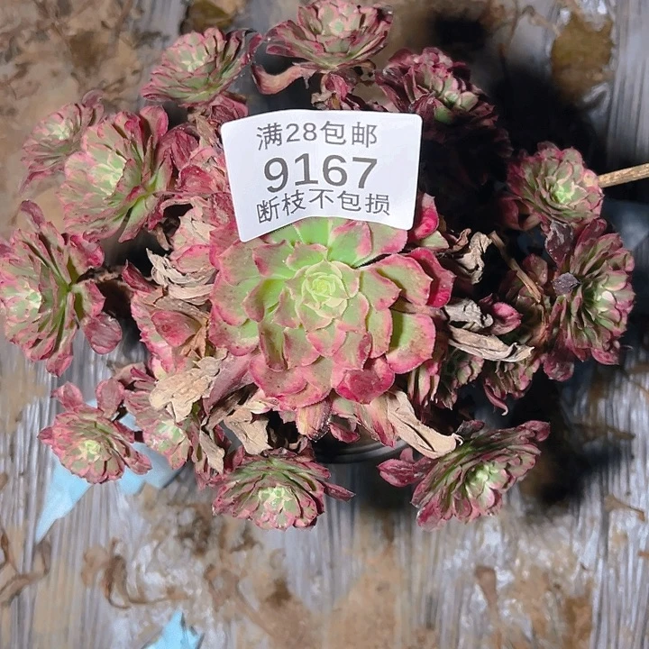 9167霁月多肉植物
