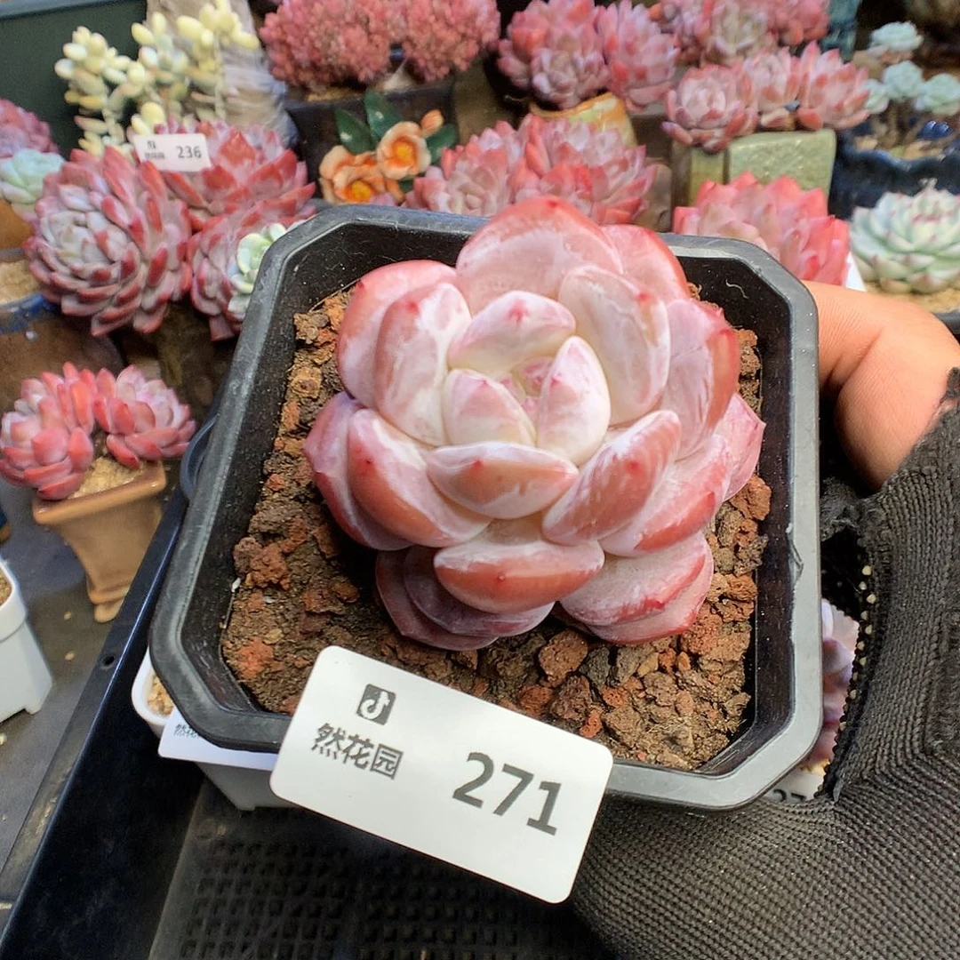 271钻石橙多肉植物6666