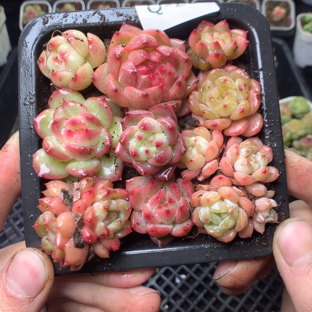 全部花朵Q28。yyyyyyyyy