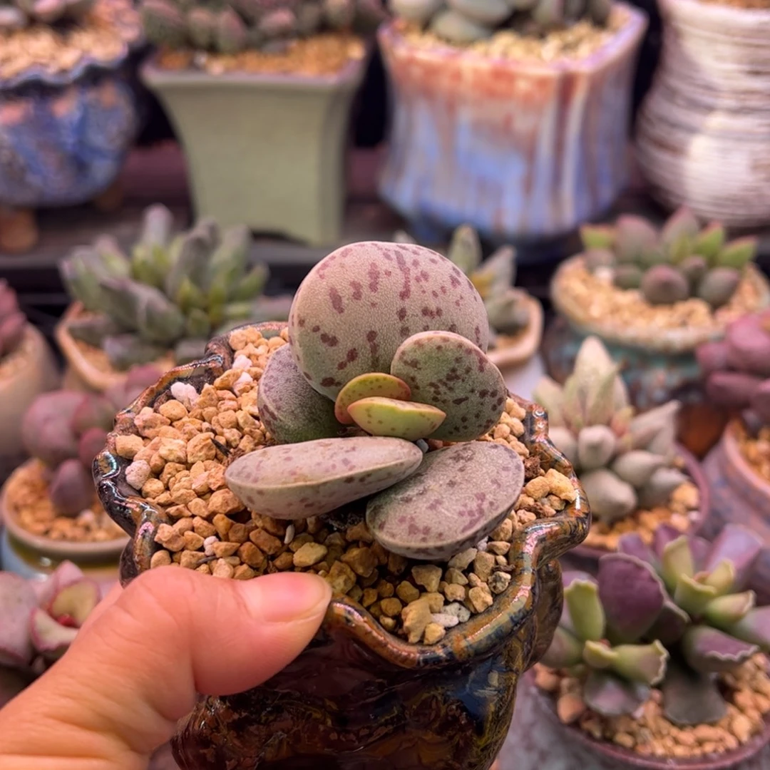 天****花蛋不带盆。