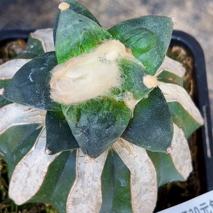 无花朵仙**姐福利苗接怒涛141