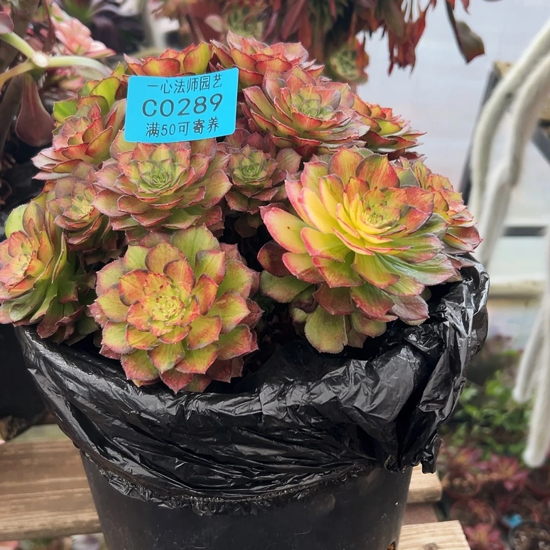 289多肉植物、海珊瑚